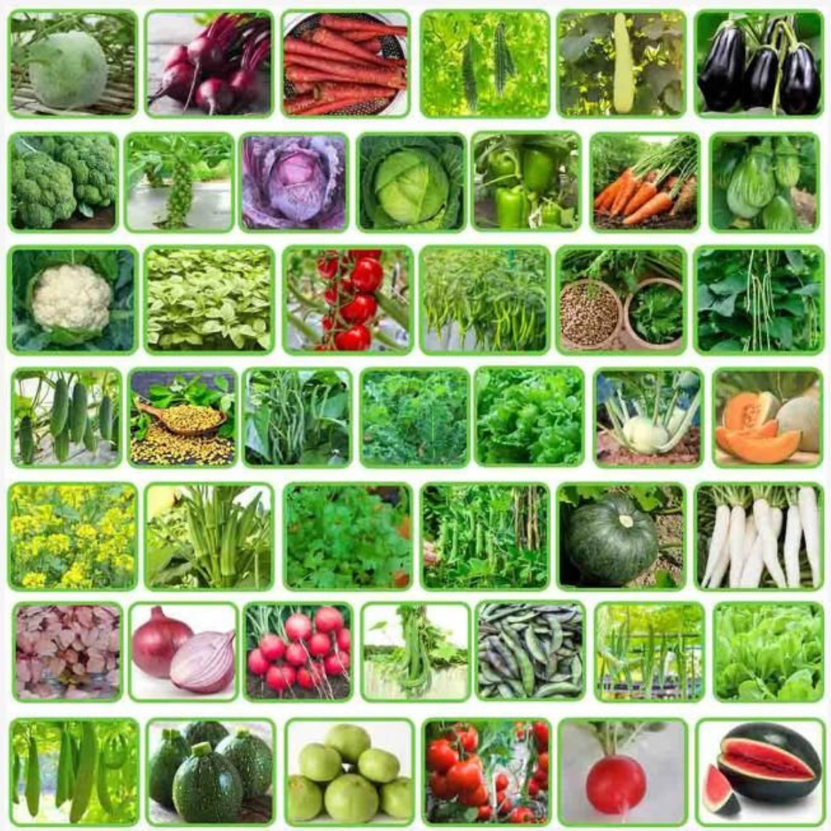 45 Varieties of Fruit and Vegetable Seeds