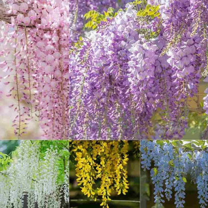 🌸 The Garden’s Cascading Beauty – All Year Round