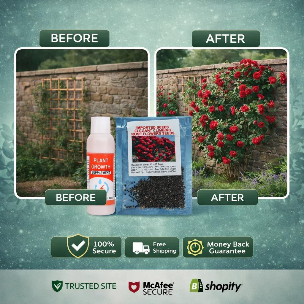 Elegant Climbing Rose Flower Seeds