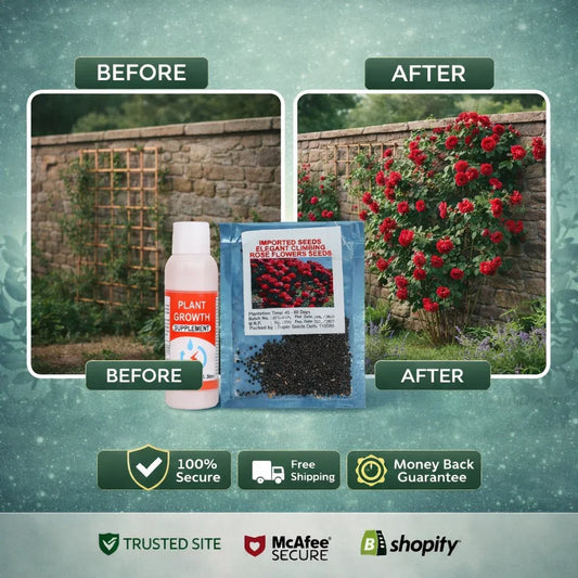 Elegant Climbing Rose Flower Seeds